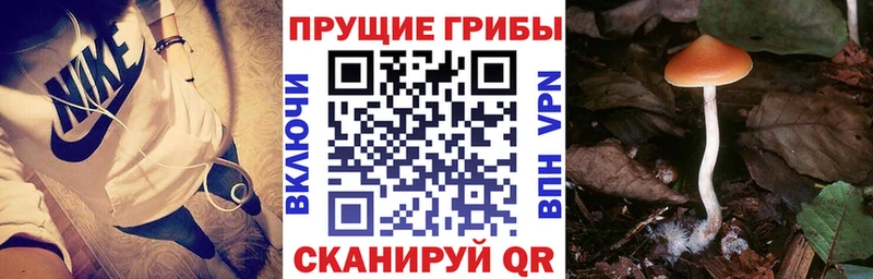 Псилоцибиновые грибы Psilocybine cubensis  Гуково 